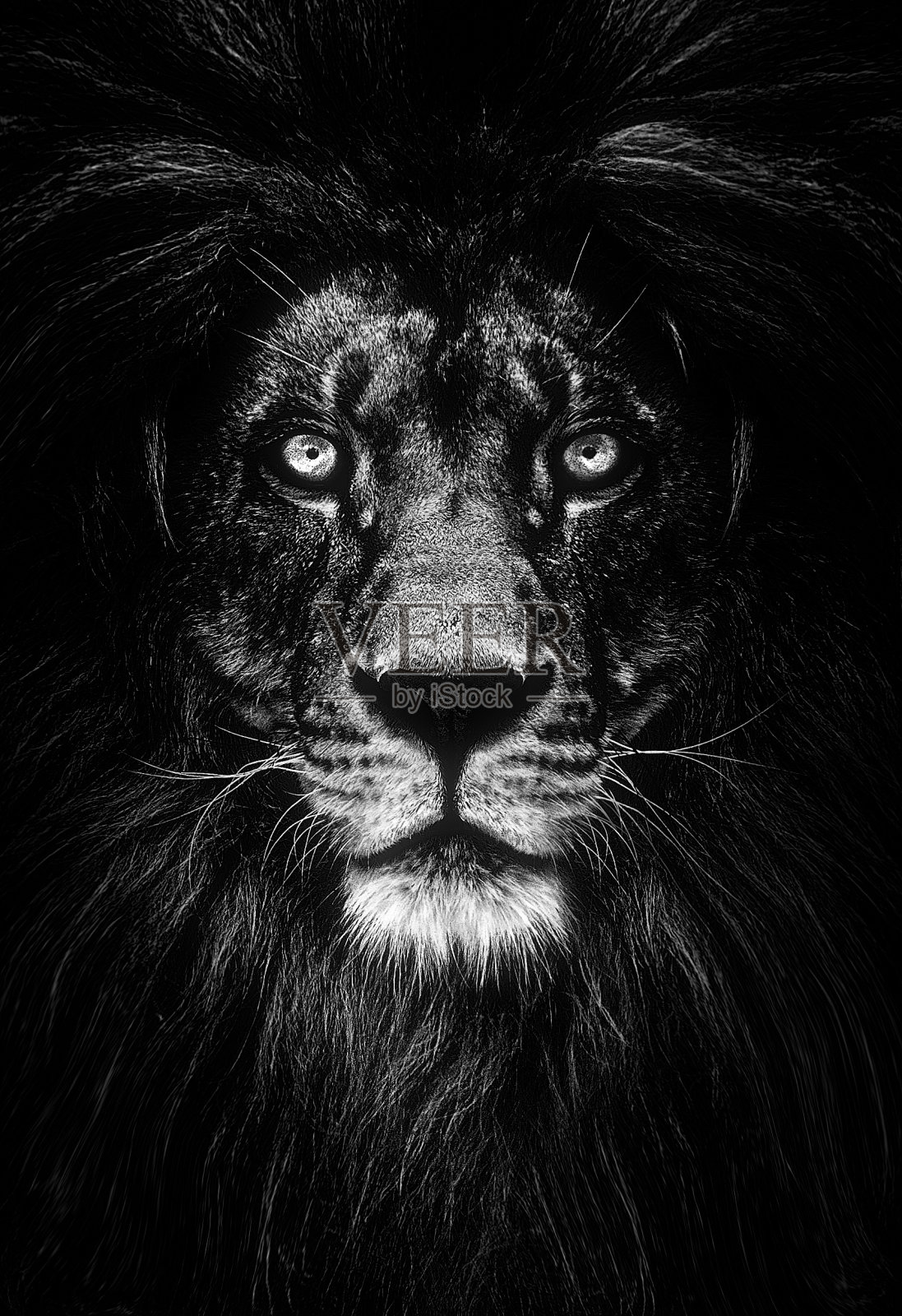 美丽的狮子肖像，黑暗中的狮子照片摄影图片