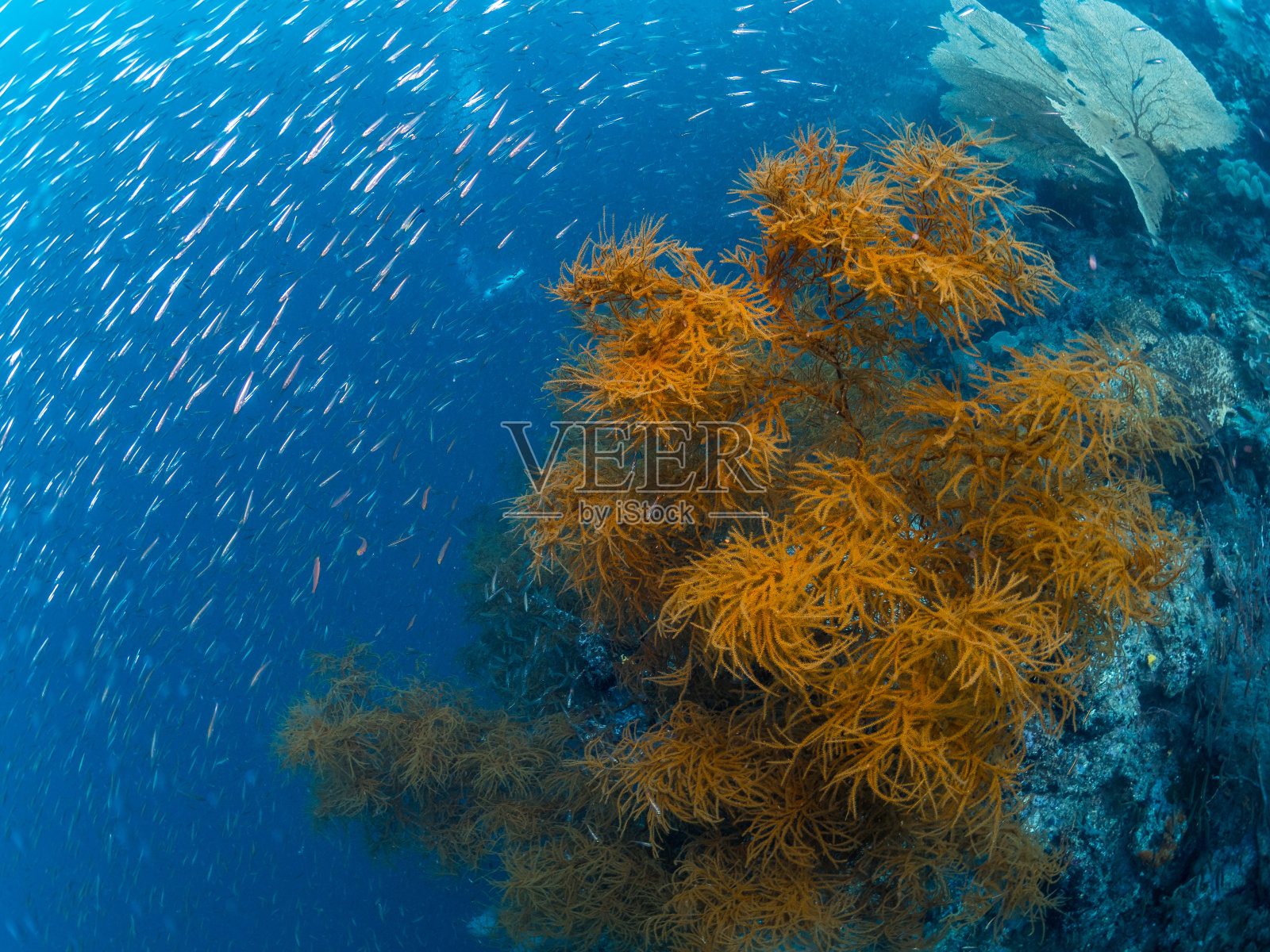 珊瑚礁上的银色鱼照片摄影图片