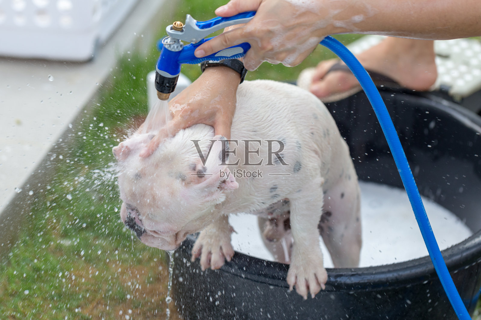 可爱的法国斗牛犬正在洗澡清洗脏皮肤。照片摄影图片