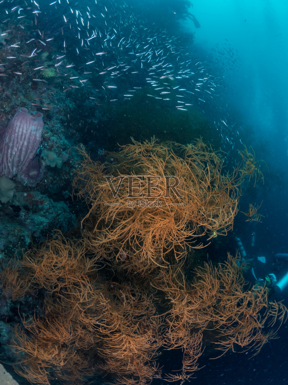 珊瑚礁上的银色鱼照片摄影图片