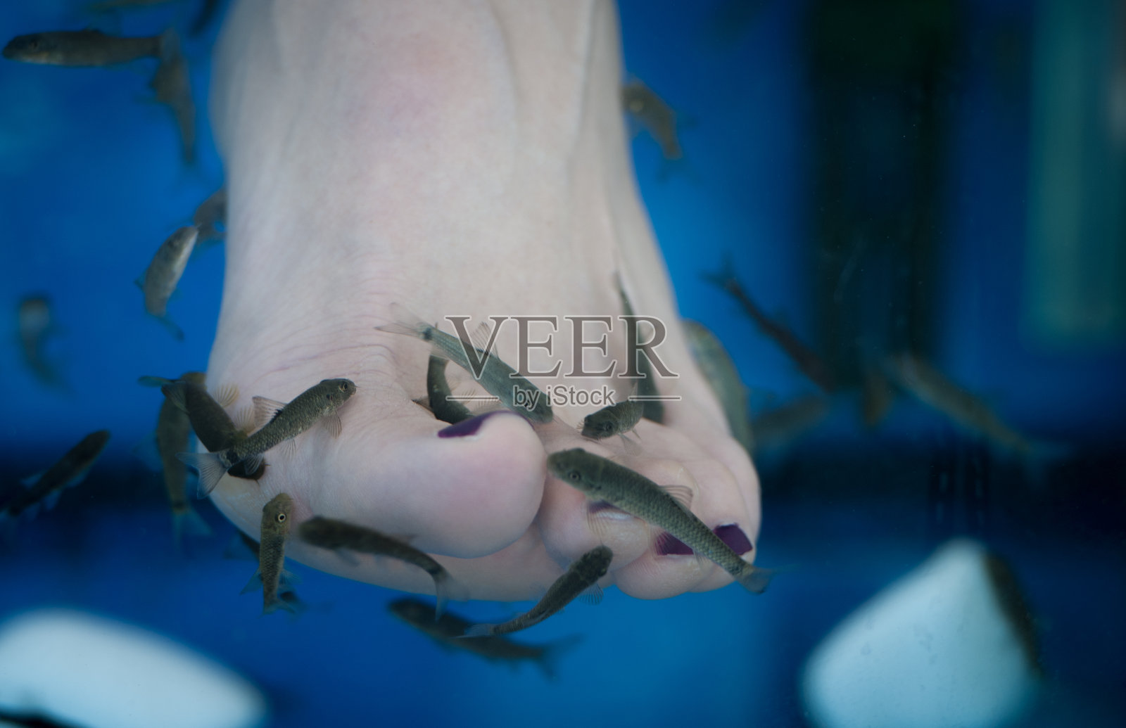 鱼水疗足部和足鱼水疗照片摄影图片