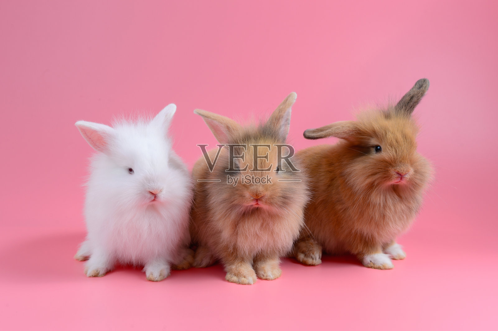 白色毛茸茸的小白兔和两只棕色的小白兔坐在干净的粉红色背景上，小白兔照片摄影图片