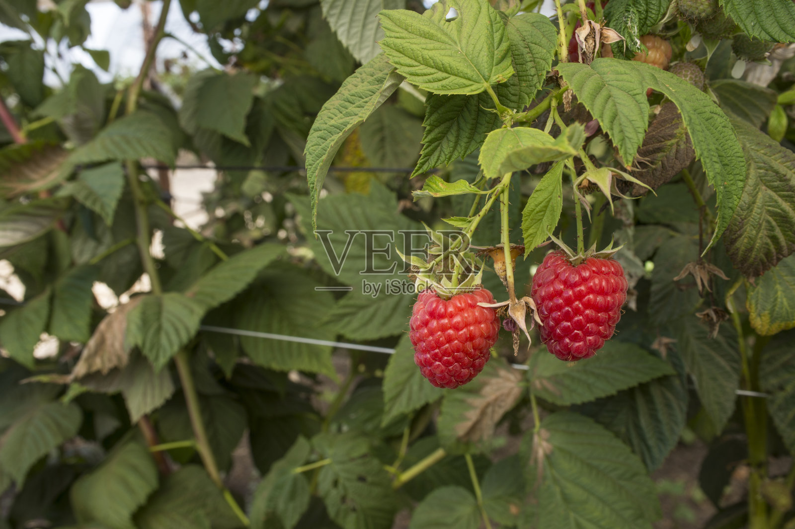 在藤上成熟的树莓的特写照片摄影图片