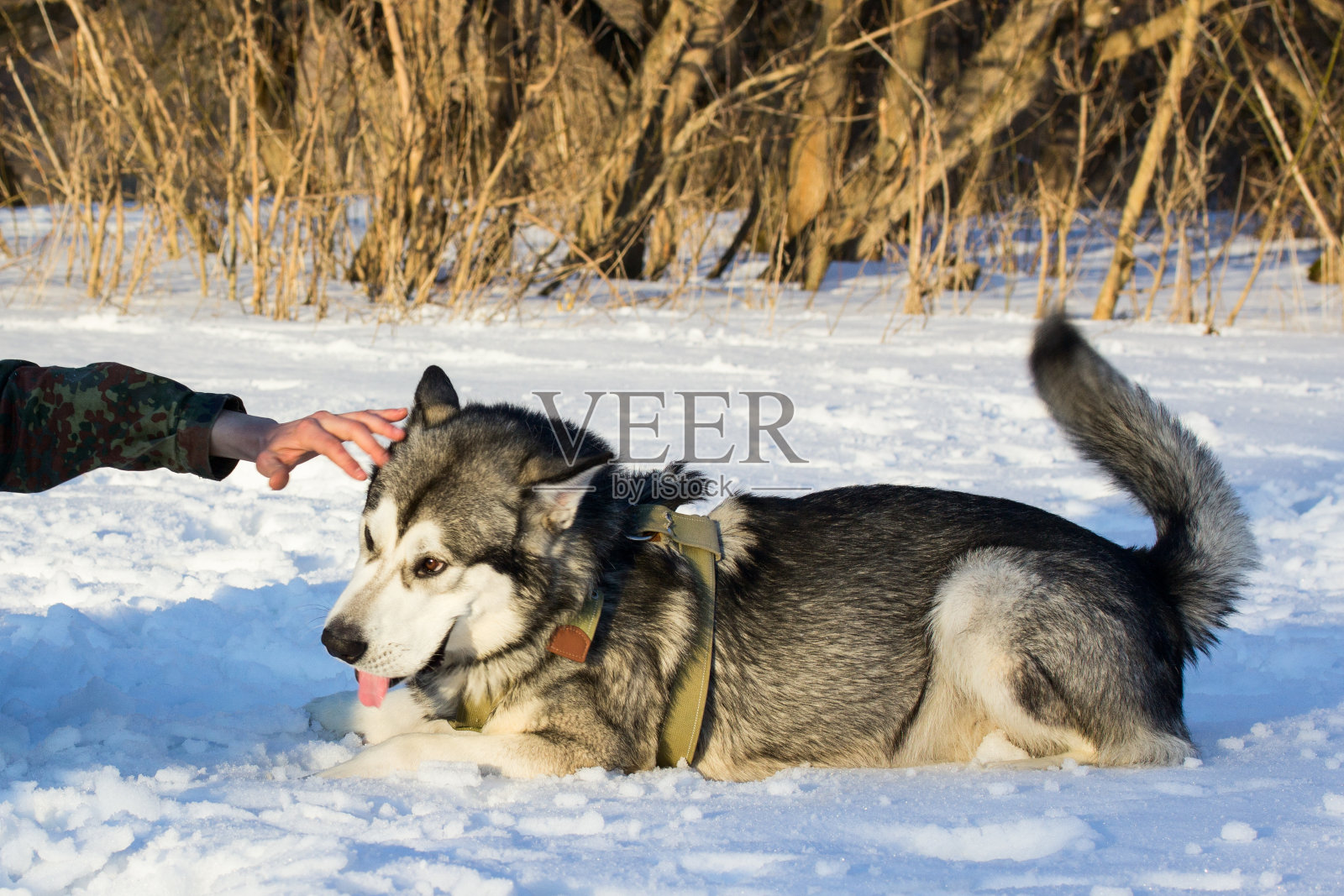 一只可爱的狗趴在雪地上伸出舌头照片摄影图片
