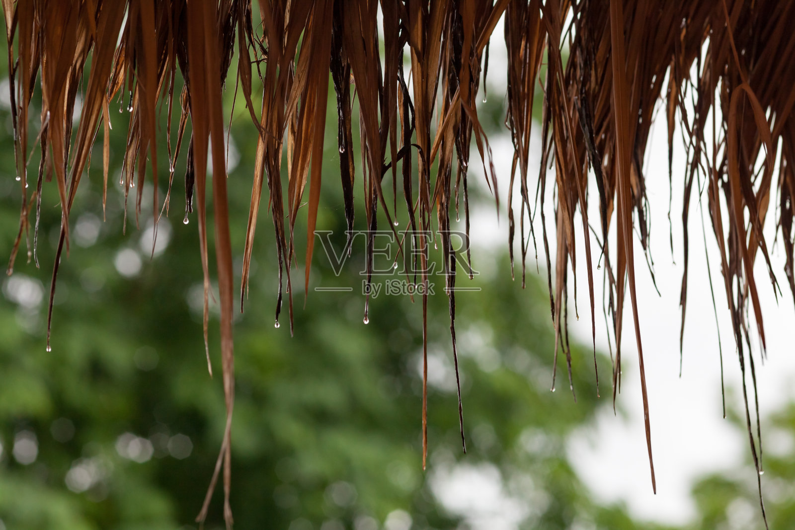 水从屋顶的树叶上滴下来。照片摄影图片