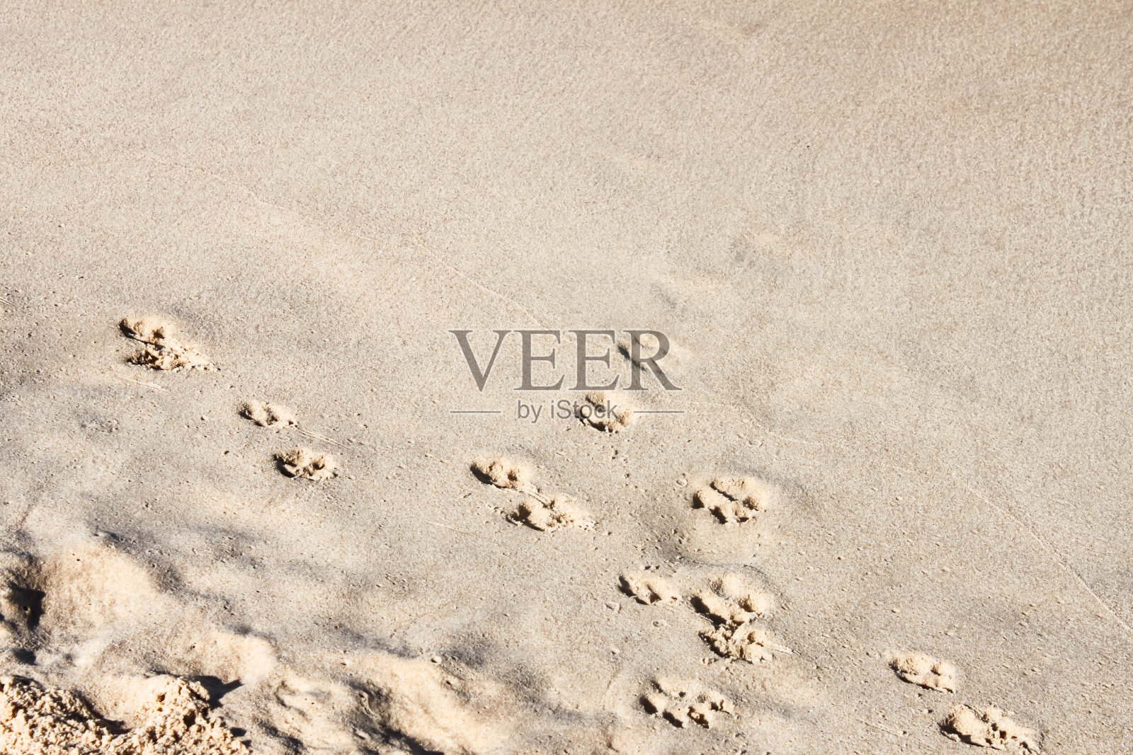 背景-狗的脚印在沙沿对角角与上角只是沙-文字的房间照片摄影图片