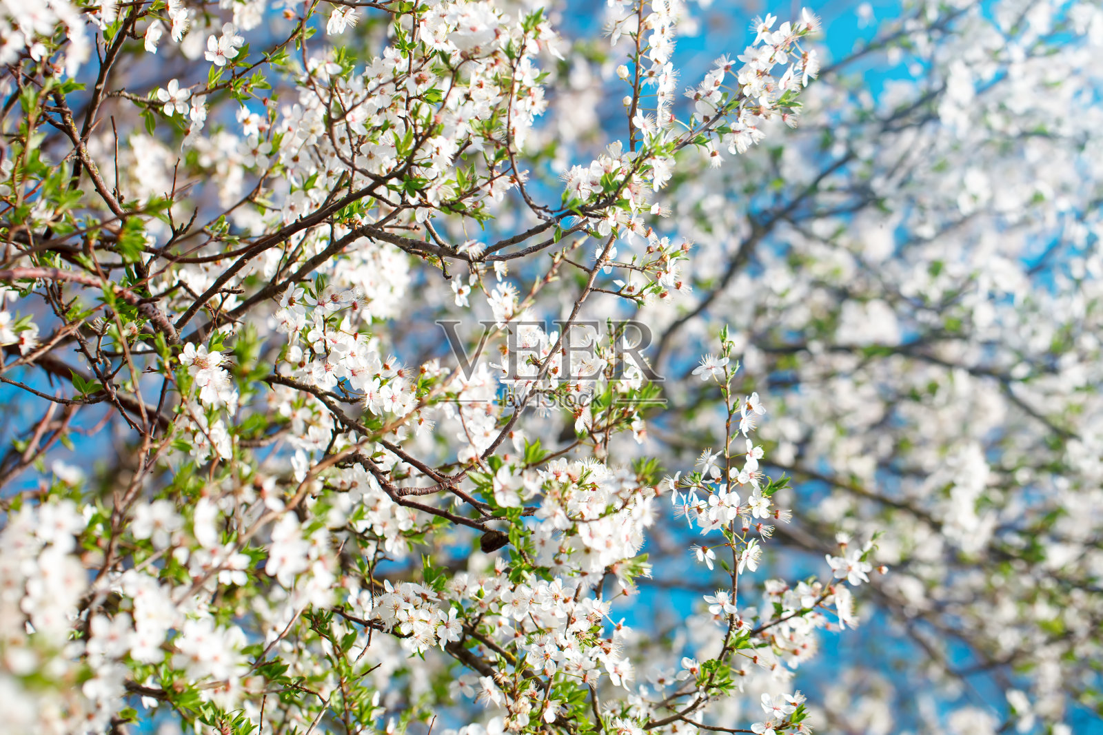 春天花园里盛开的美丽苹果树。近距离照片摄影图片
