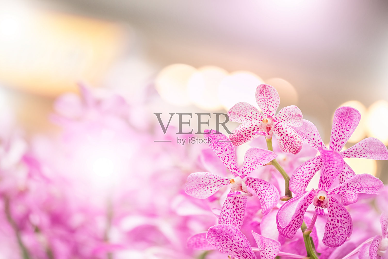 莫卡拉花园里的兰花花束，柔和的滤镜和模糊的背景。照片摄影图片
