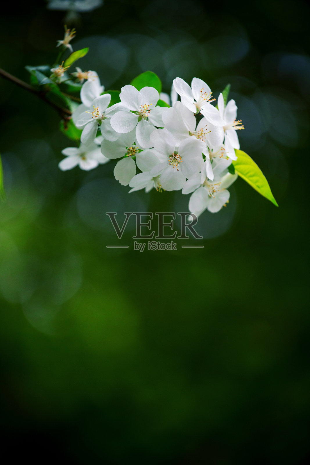 春天白色的秋海棠花(桃花)照片摄影图片