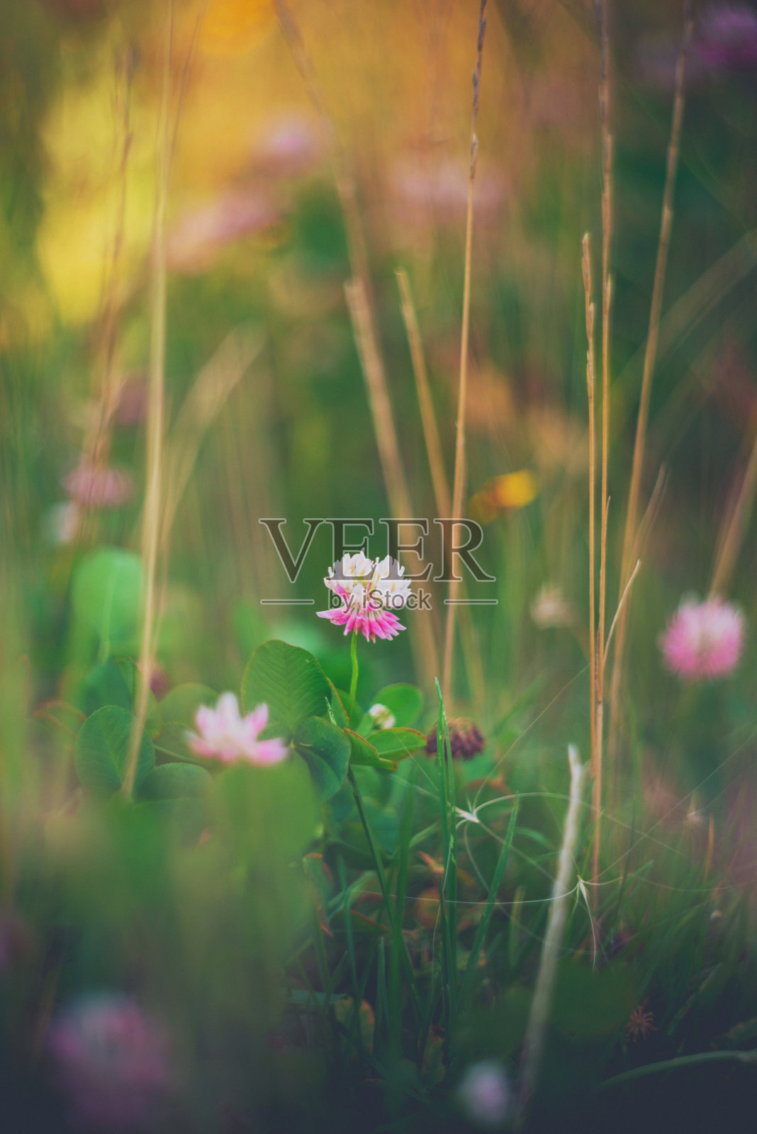 自然阳光下娇嫩的粉红色三叶草照片摄影图片