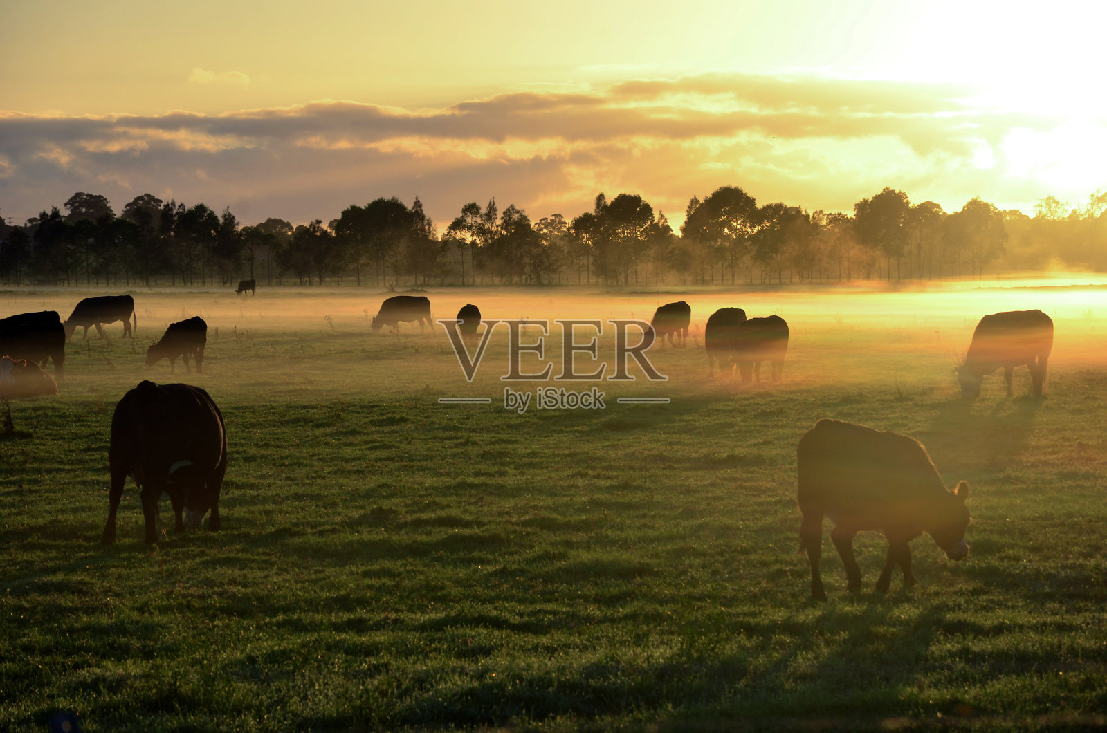 朦胧的日出，奶牛在田野里吃草照片摄影图片