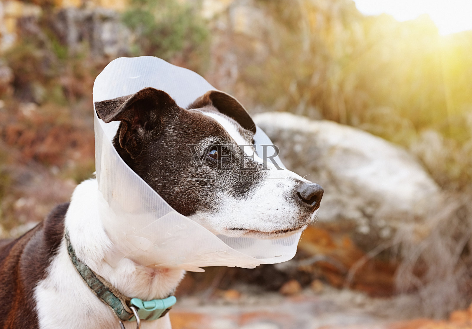 宠物狗戴着兽医保护项圈照片摄影图片
