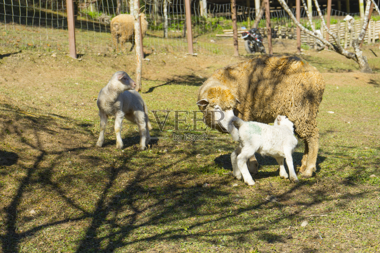 绵羊妈妈在草地上喂她的小羊照片摄影图片