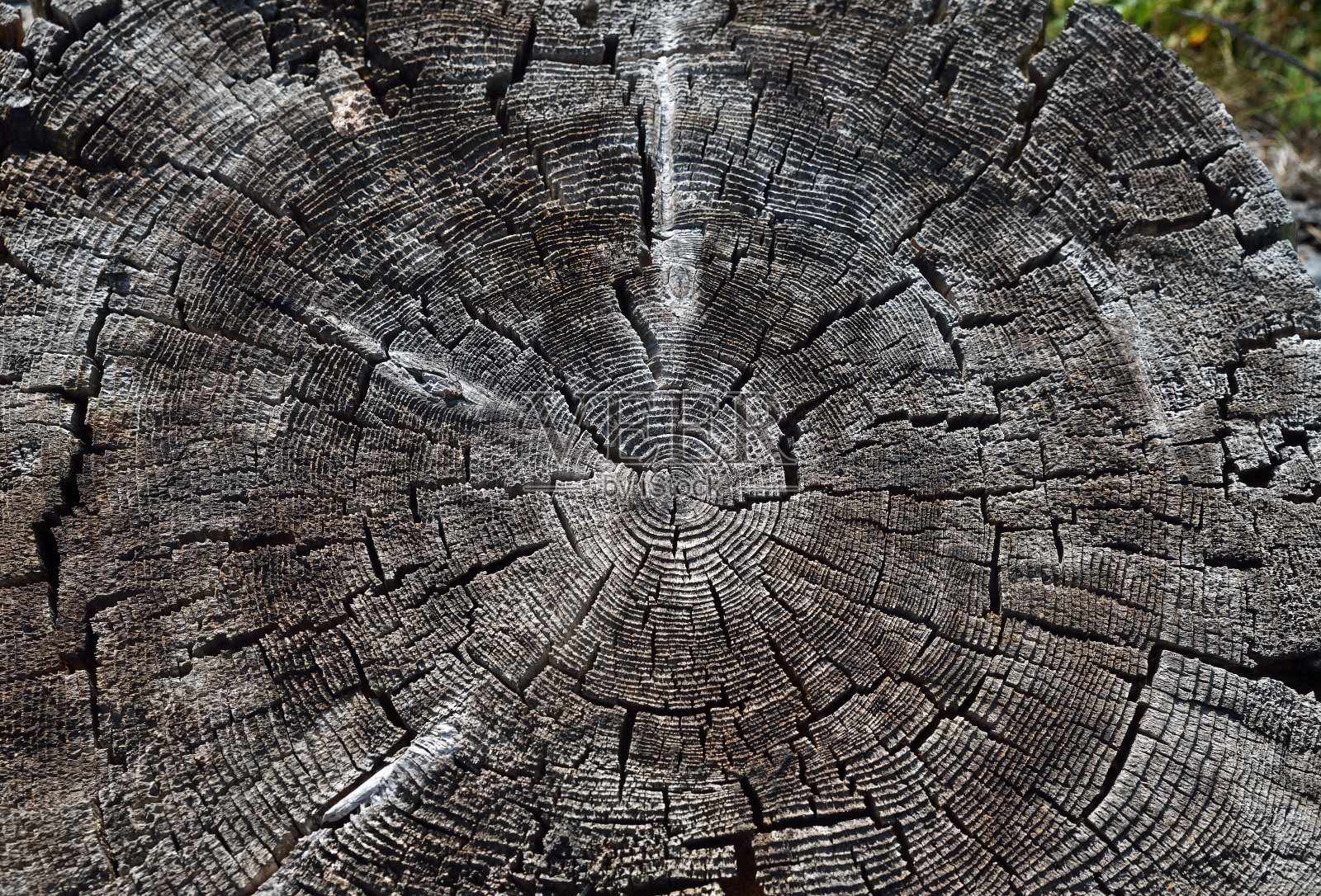 木质老树切割纹理背景照片摄影图片
