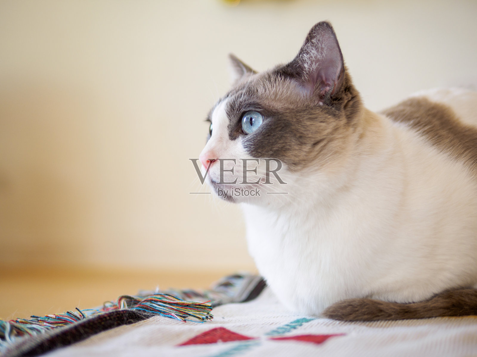 双色棕白色布娃娃猫的肖像躺在家里，看一边，布娃娃猫美丽的蓝眼睛和长胡子。肖像与警觉的脸。照片摄影图片