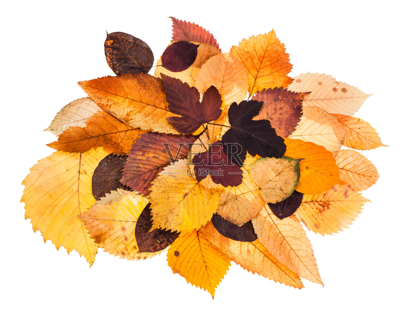 成堆的各种秋天的落叶孤立照片摄影图片