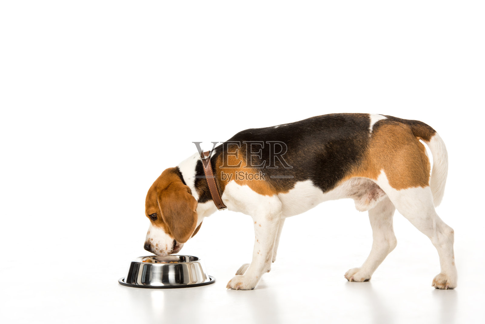 侧视图的小猎犬吃狗粮孤立的白色照片摄影图片