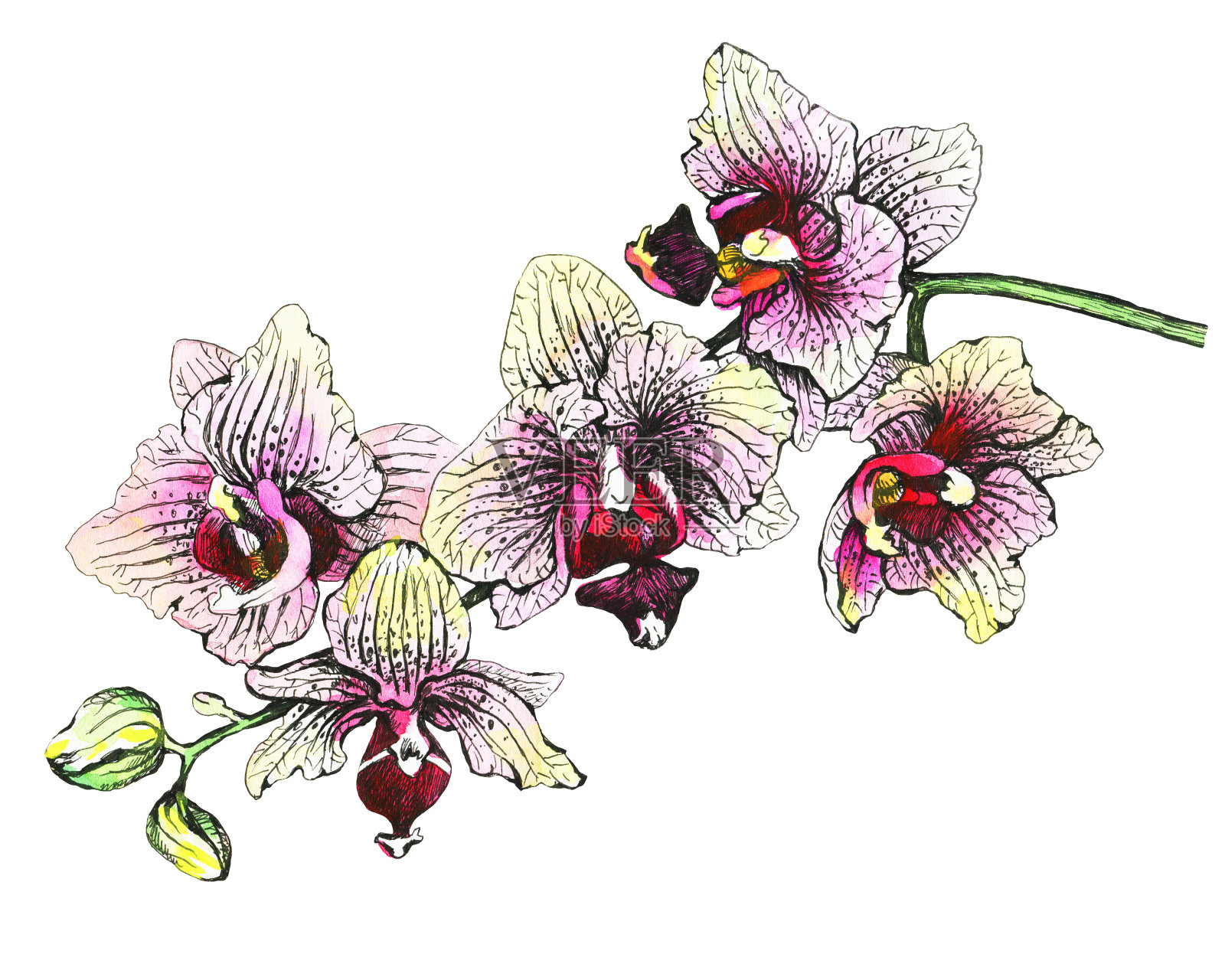 开花的热带粉红色兰花的分支，特写(蝴蝶兰，兰花)。手绘图形和水彩插图上的白色背景。插画图片素材