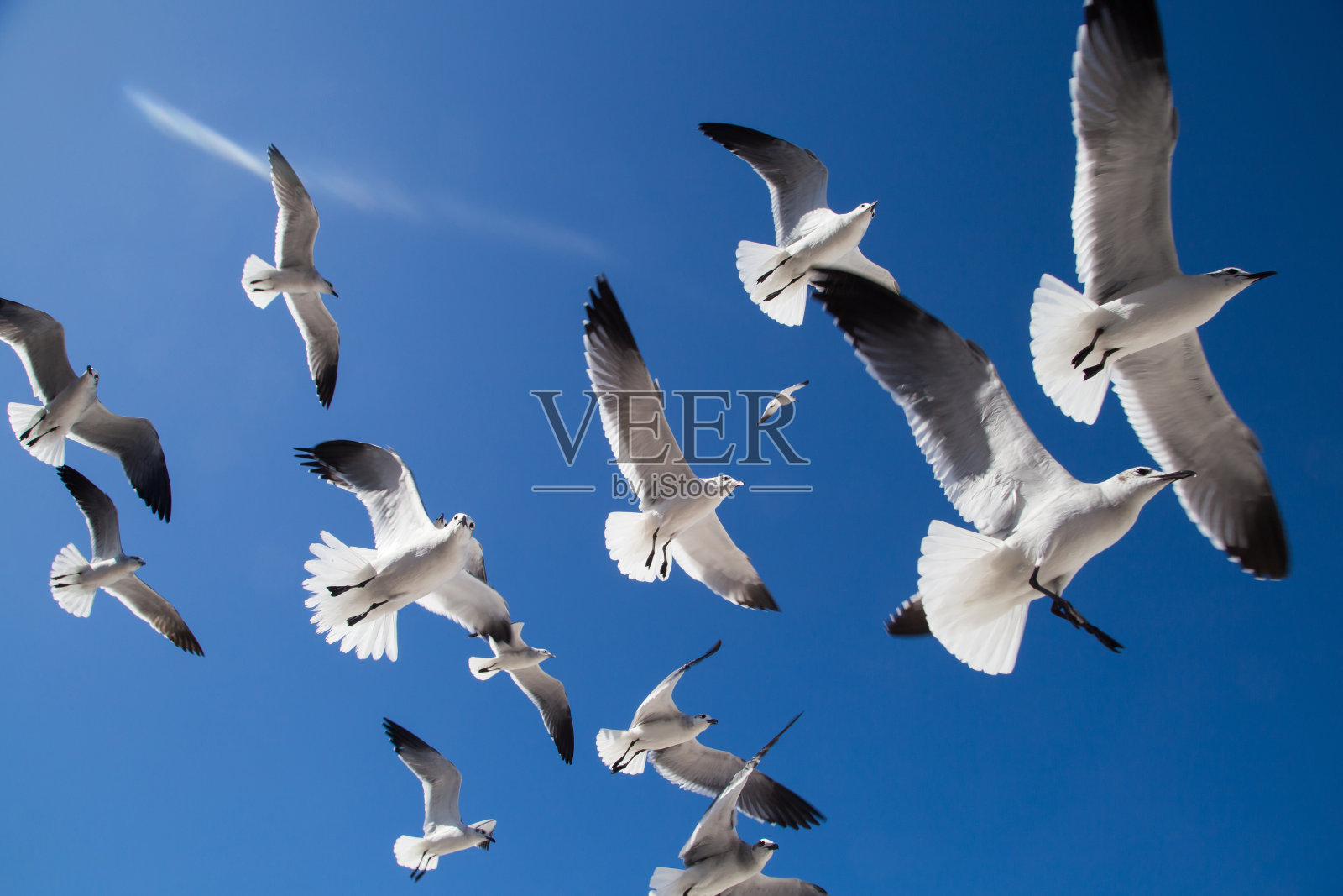 海鸥在蓝天中飞翔。阳光和眩光照片摄影图片