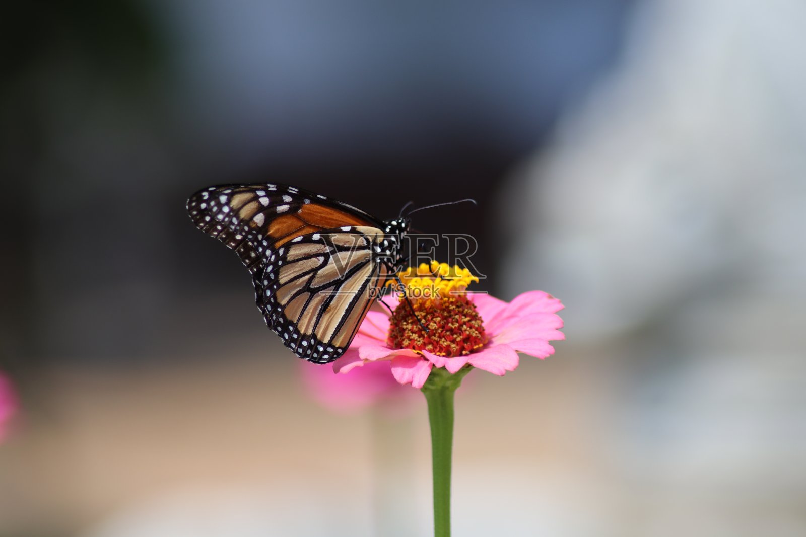 帝王蝶在模糊的背景下从粉红色的花朵中提取花蜜-特写照片摄影图片