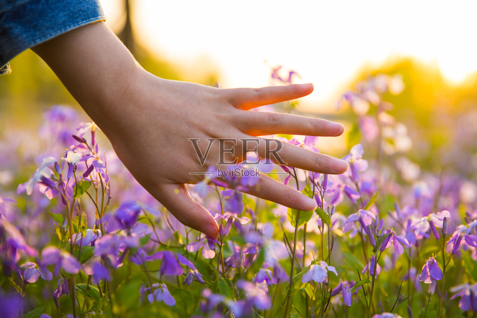 女人的手触摸着春天的花朵照片摄影图片