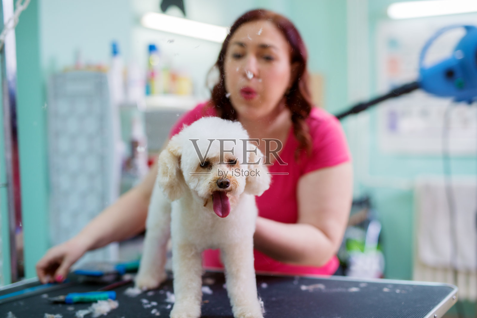 在动物美容院的一张桌子上，一只白色可爱的小狗，年轻的动物美发师正在给它吹去多余的狗毛。照片摄影图片