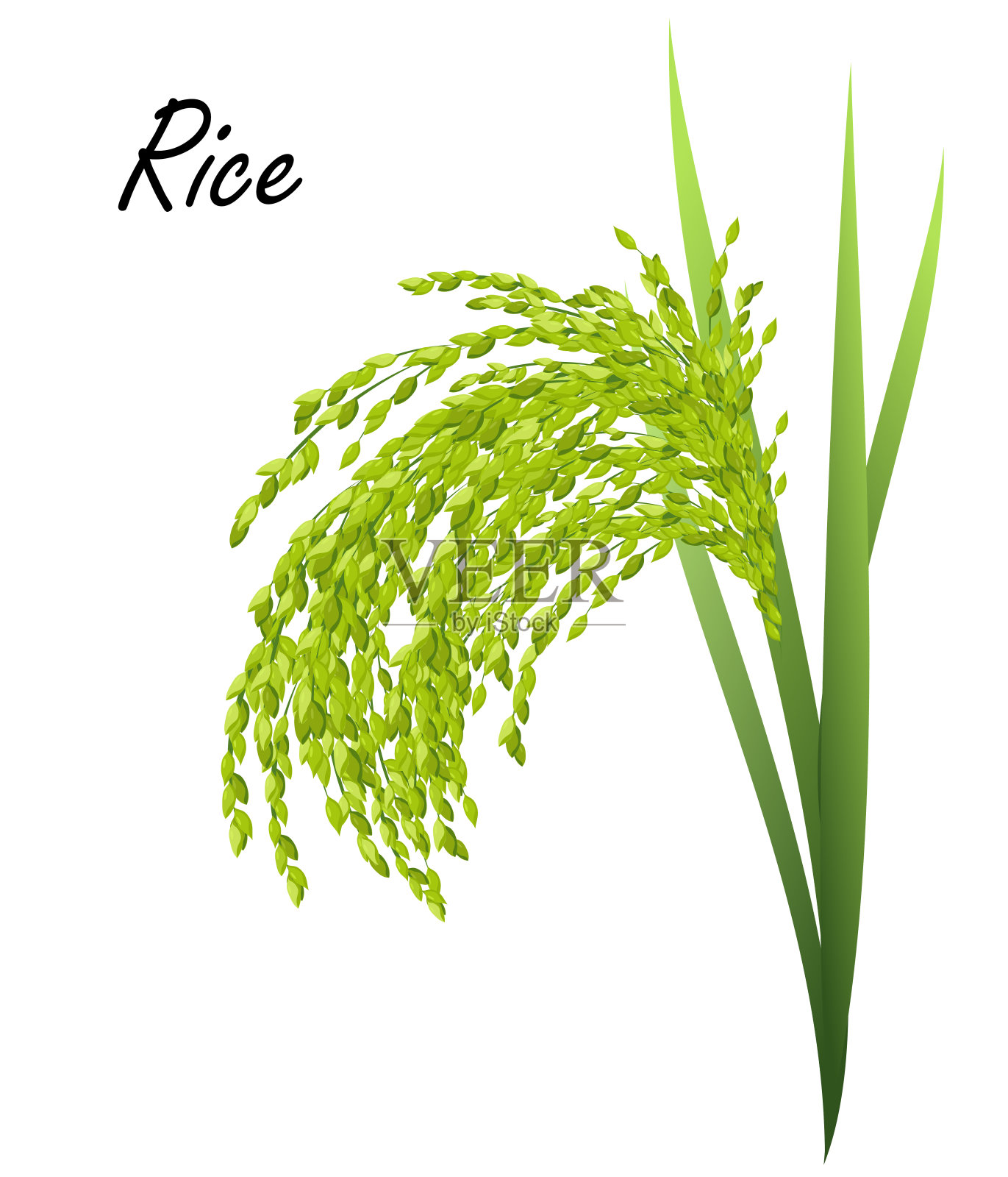 水稻植物(水稻，亚洲水稻)，现实的矢量插图。设计元素图片