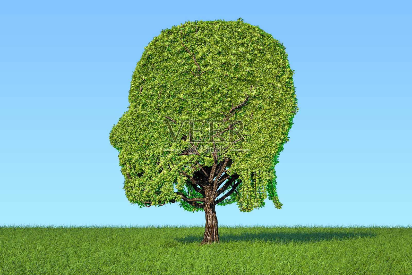 人头形的树在碧绿的草地上映衬着蓝天，三维渲染照片摄影图片