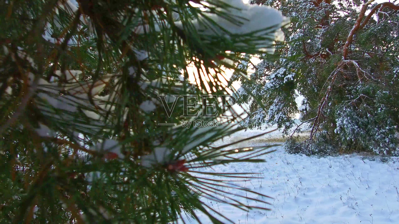 冬天的松林和雪白的圣诞树。冬天的一天，雪花飘落，杉树被皑皑白雪覆盖。冬季背景稳定器拍摄。圣诞树是户外美丽的自然景观照片摄影图片