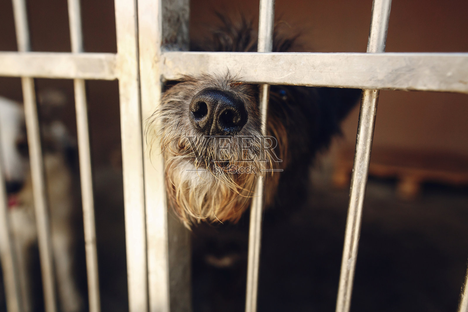 可爱的小狗狗顶着小狗的鼻子在收容所的笼子里，悲伤的情绪时刻，采纳我的概念，为文字留出空间照片摄影图片