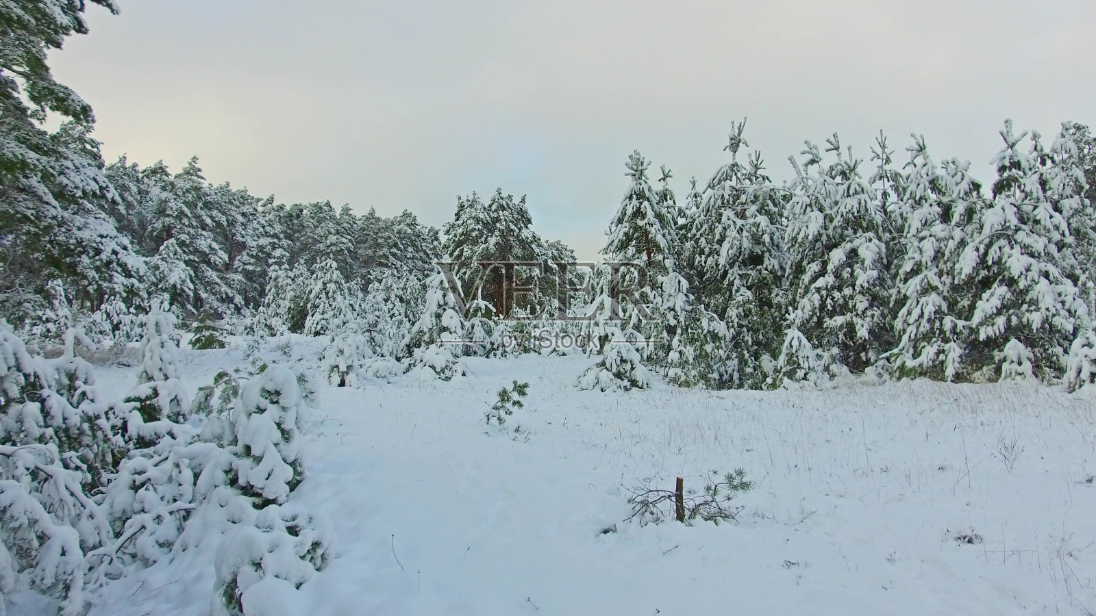 冬季积雪覆盖的森林稳定器拍摄。圣诞树户外美景自然景观照片摄影图片