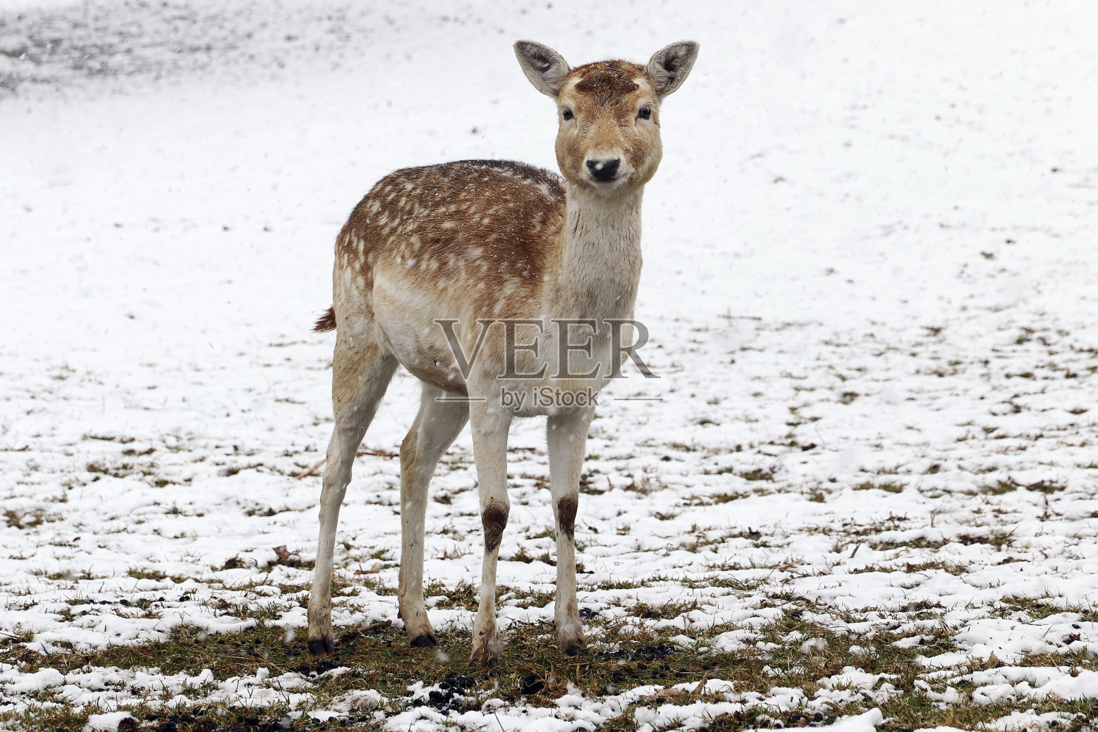 冬天草地上的一只漂亮的小白鹿照片摄影图片