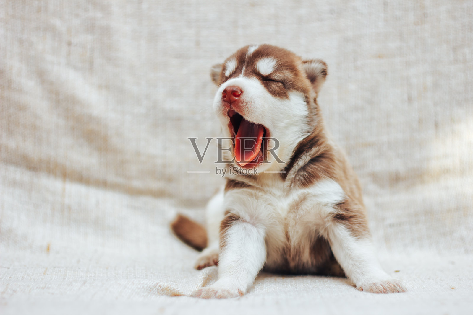 西伯利亚哈士奇小狗打哈欠。小狗在家里的床上照片摄影图片