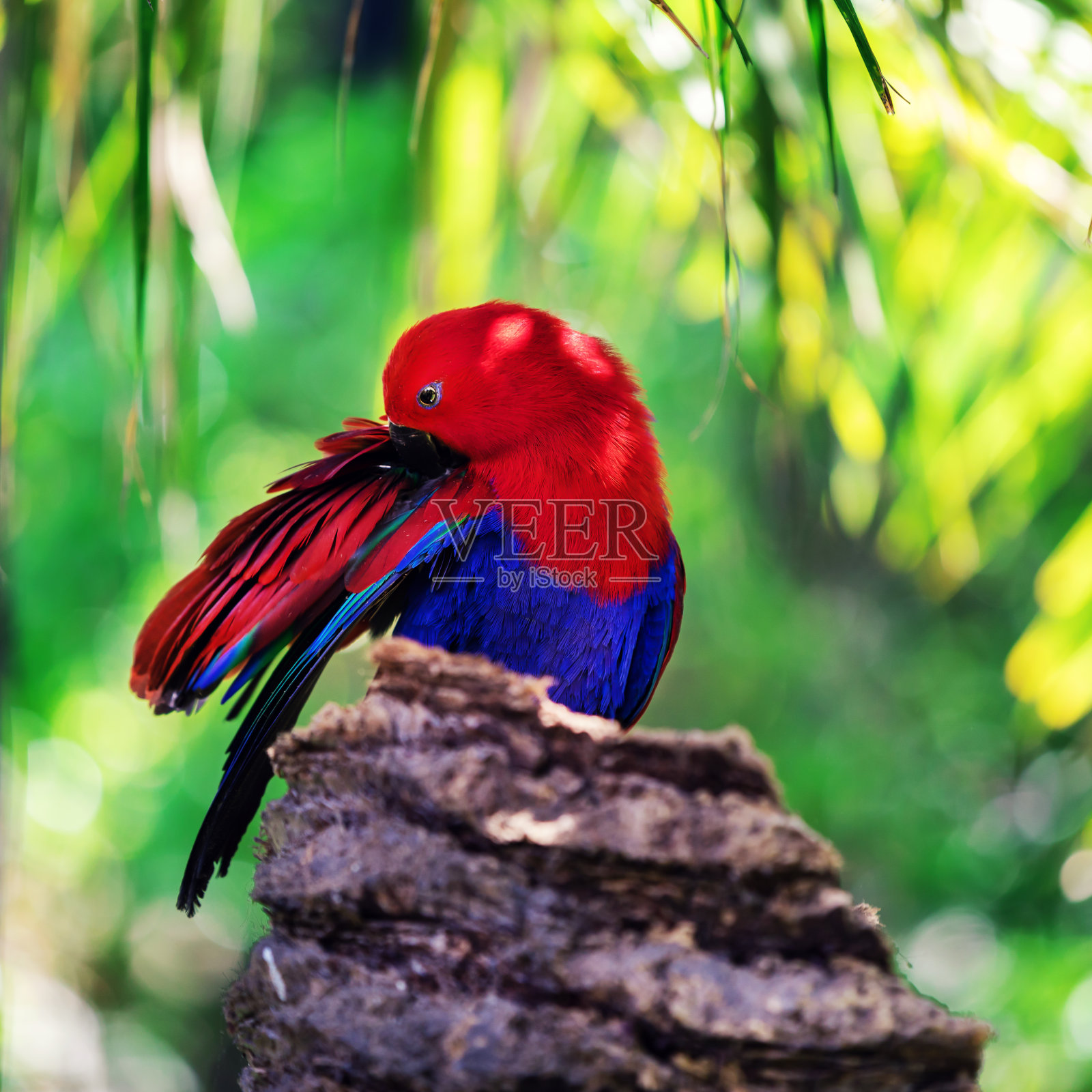 棕榈树上的红边鹦鹉照片摄影图片