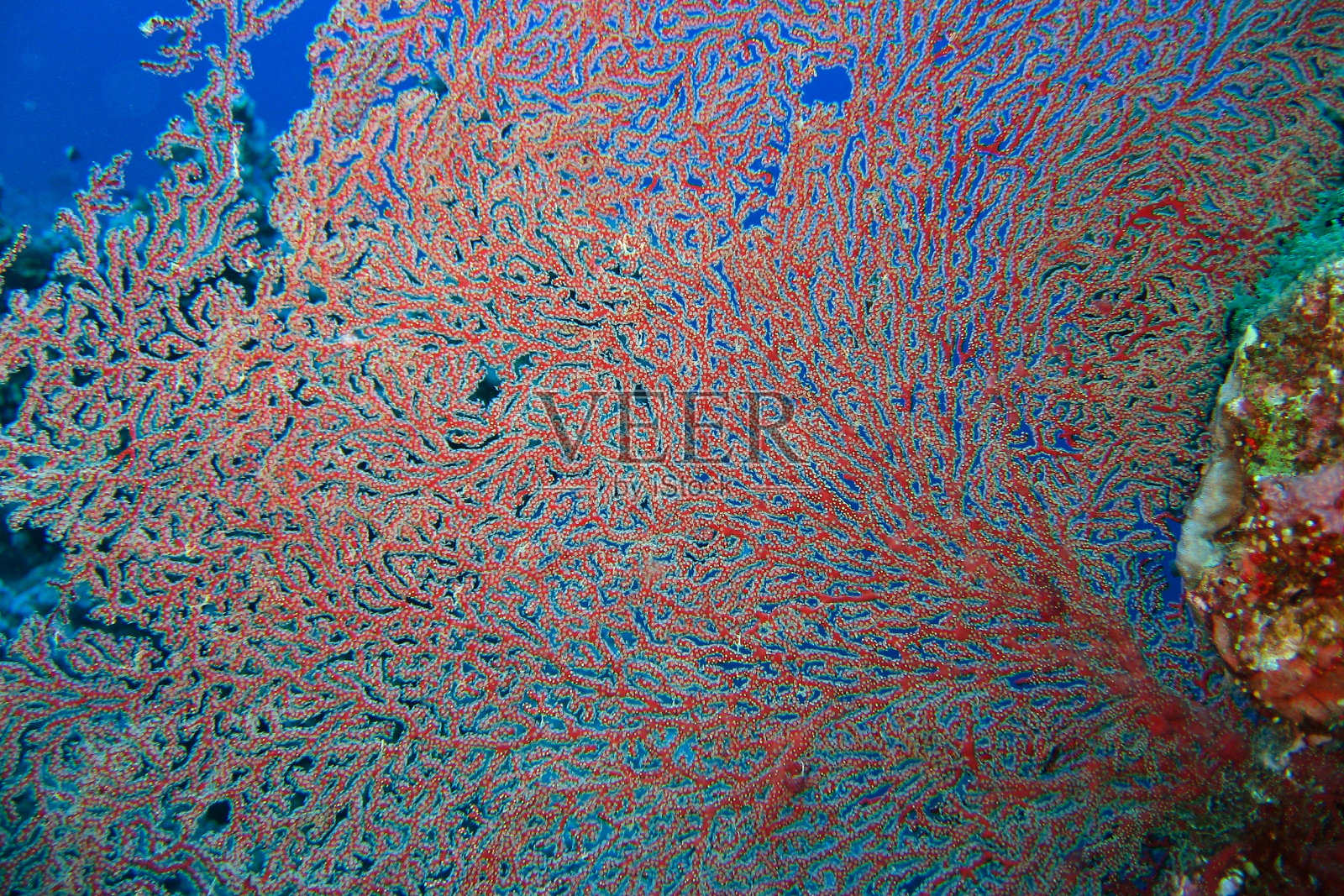 红柳珊瑚或红海扇形珊瑚。背景照片摄影图片