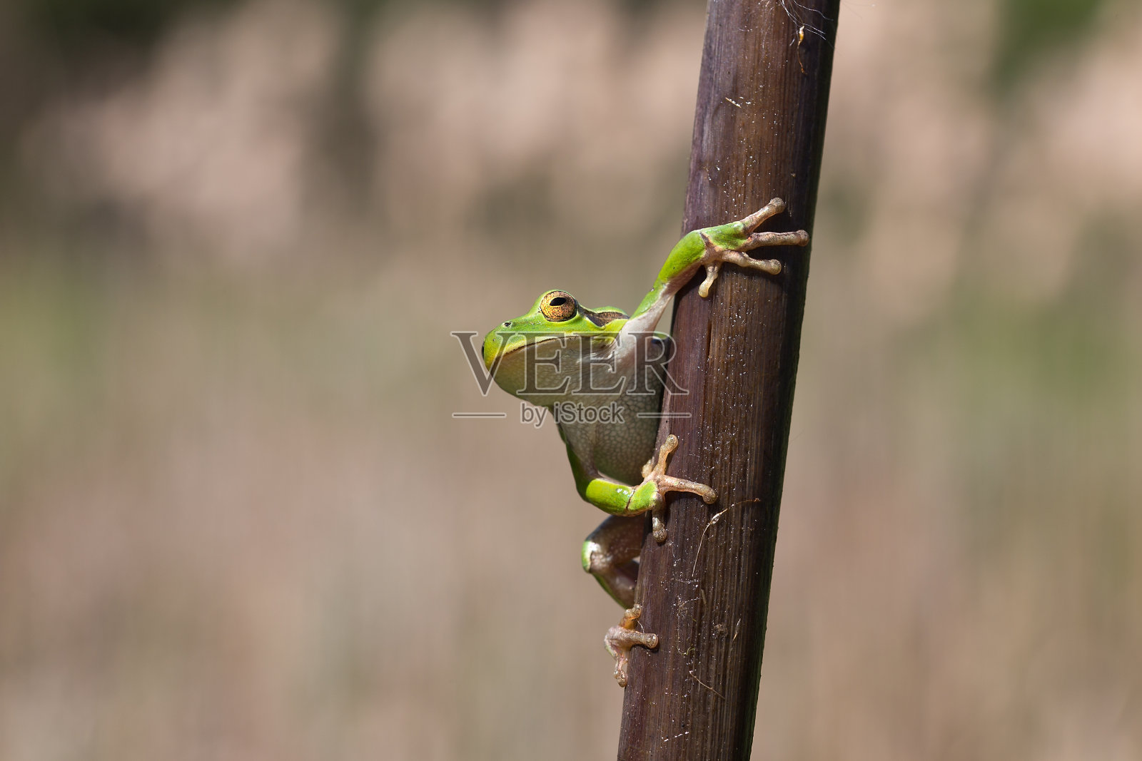 绿色树蛙看着甘蔗，模糊的背景照片摄影图片