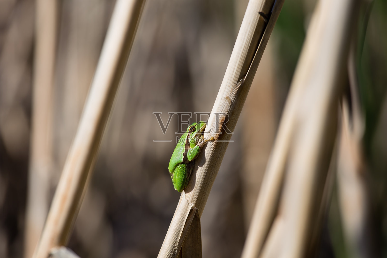 欧洲树蛙在沼泽中的甘蔗上休息照片摄影图片