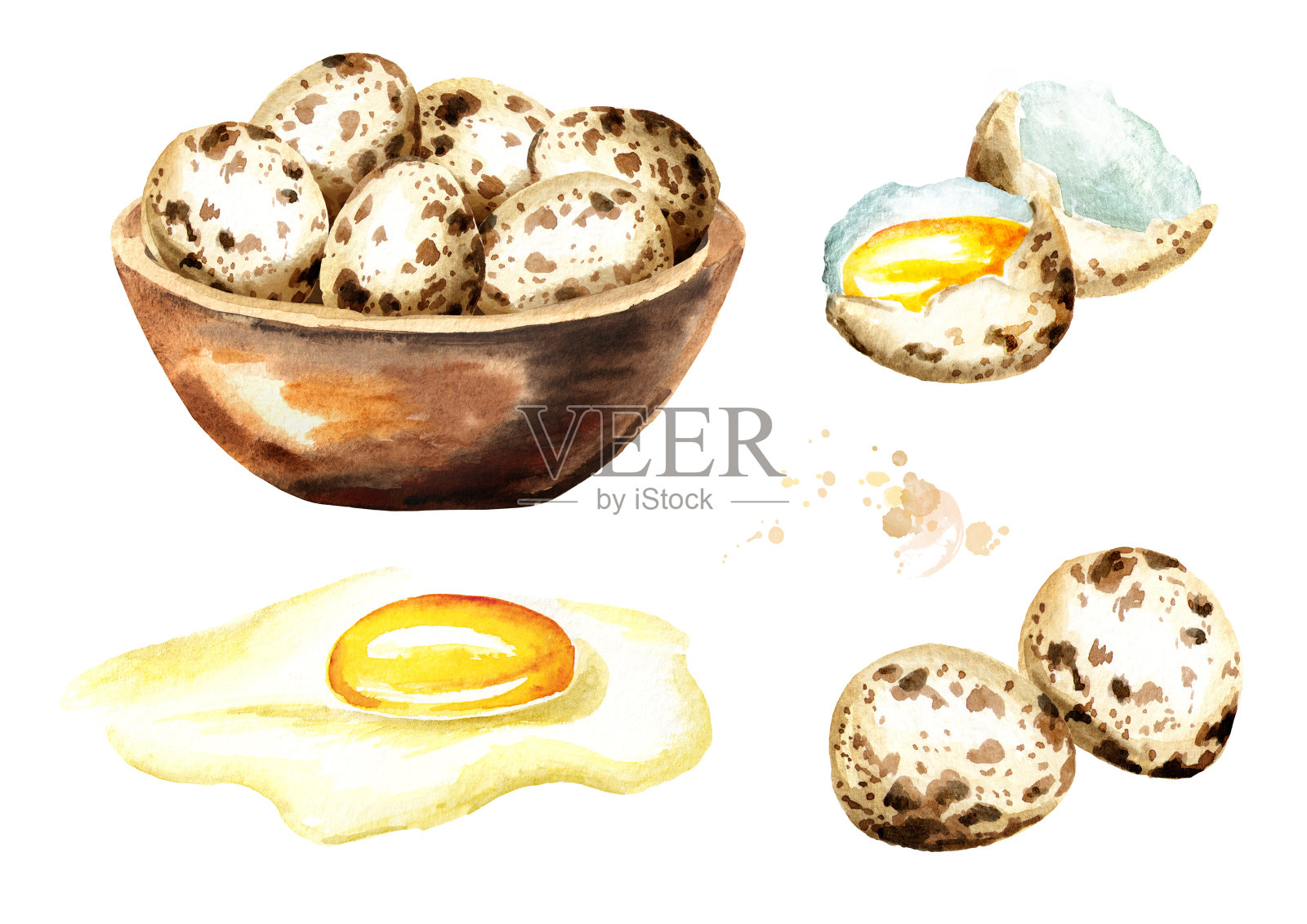 鹌鹑蛋。水彩手绘插图孤立的白色背景插画图片素材