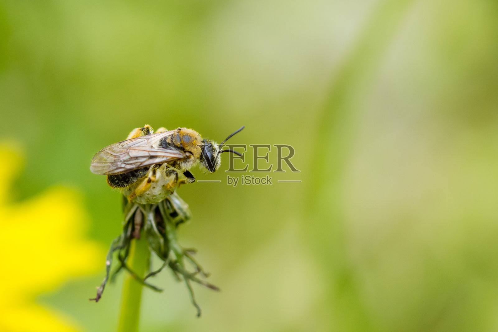 近距离观察蜜蜂站在蒲公英花(蒲公英)的种子上。照片摄影图片