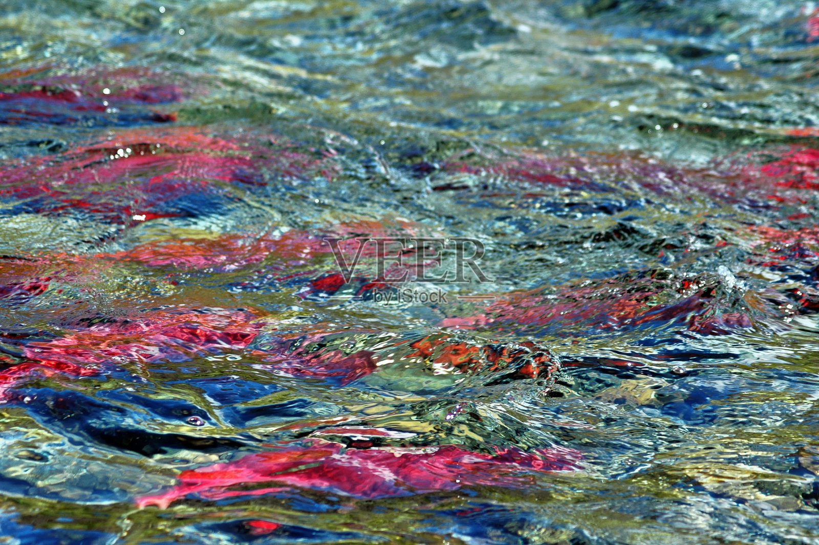 阿拉斯加，满是红鲑鱼的河流照片摄影图片