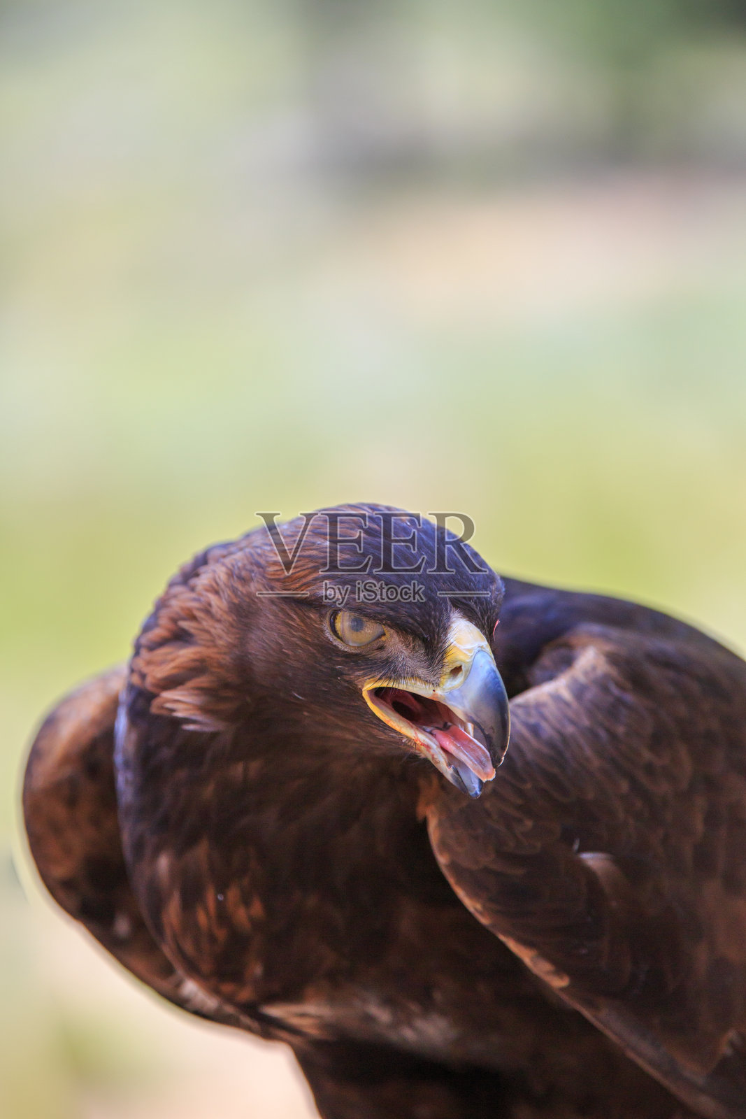 金鹰(Aquila chrysaetos)照片摄影图片