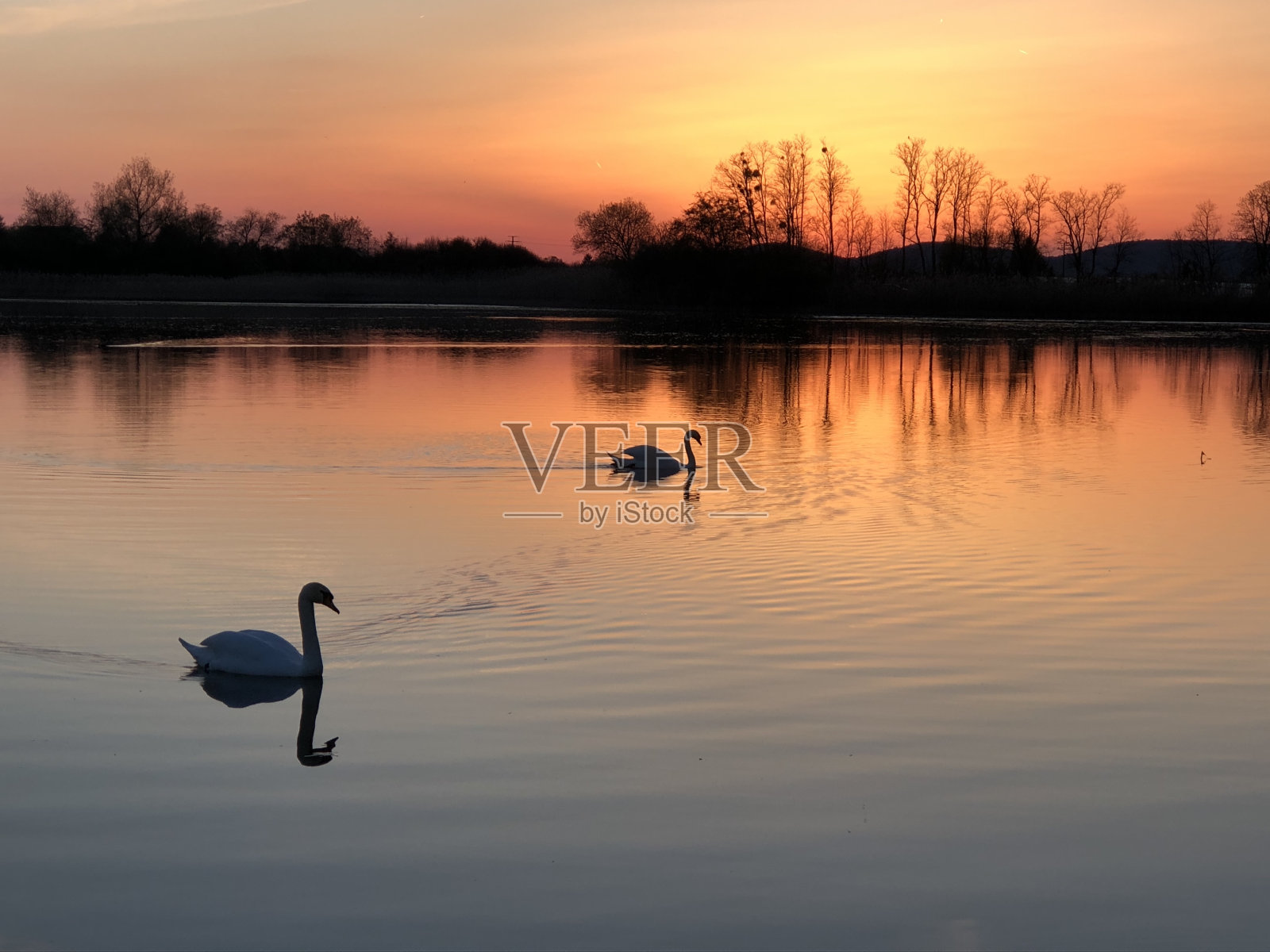 两只疣鼻的天鹅在湖上游泳，背景是美丽的日落照片摄影图片