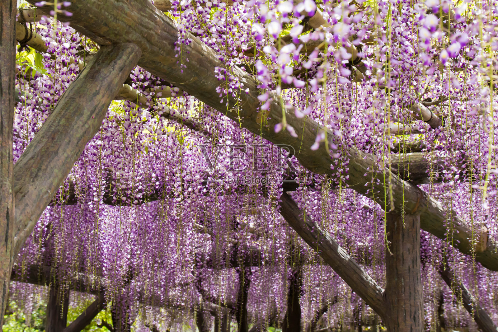 紫藤树上的紫藤花钱包照片摄影图片