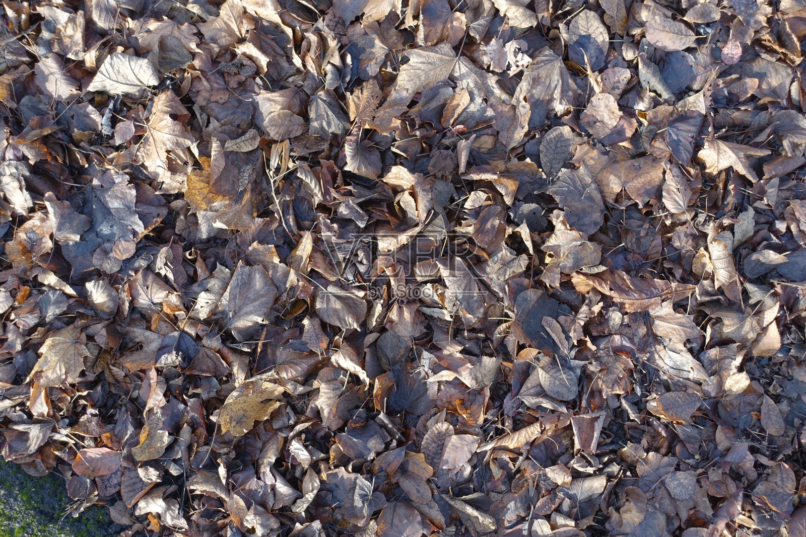 深秋的落叶呈暗褐色照片摄影图片