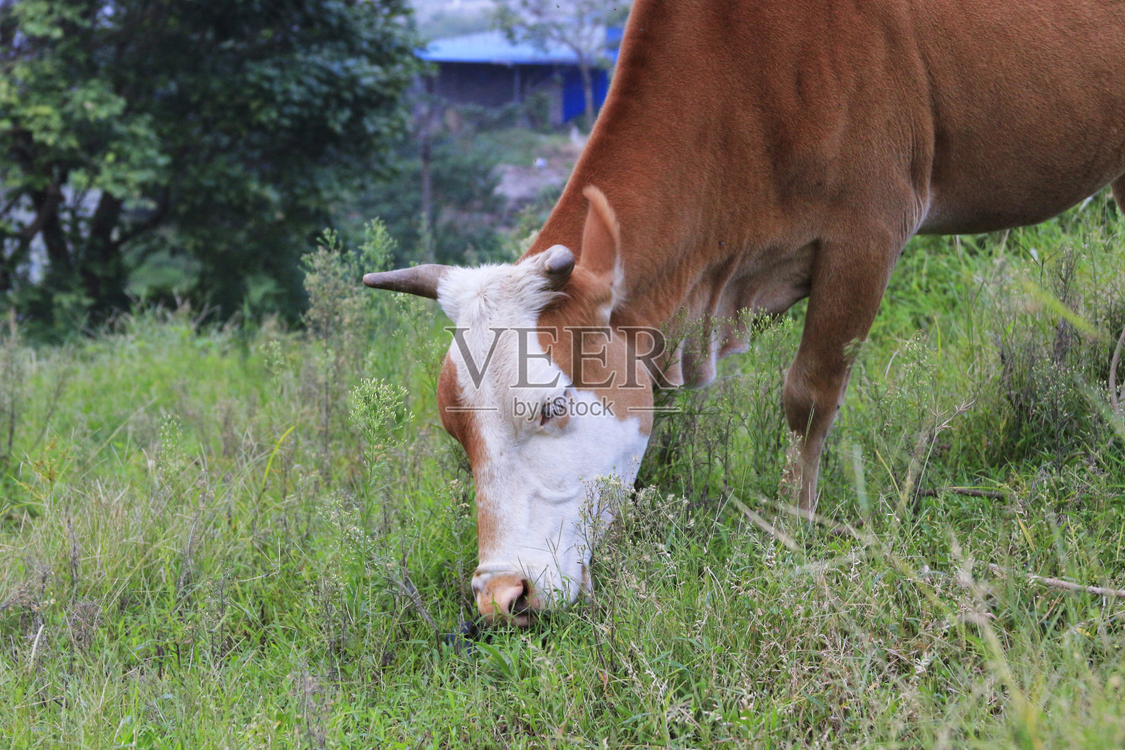 牛在草地上吃草照片摄影图片