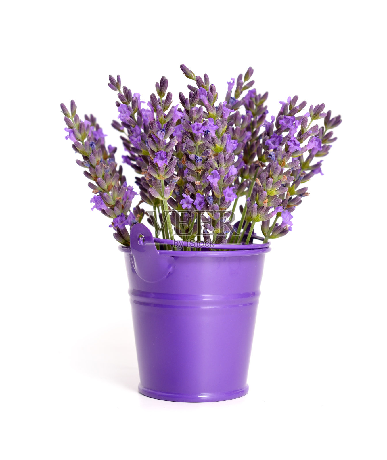 紫罗兰桶里的一小束薰衣草。照片摄影图片