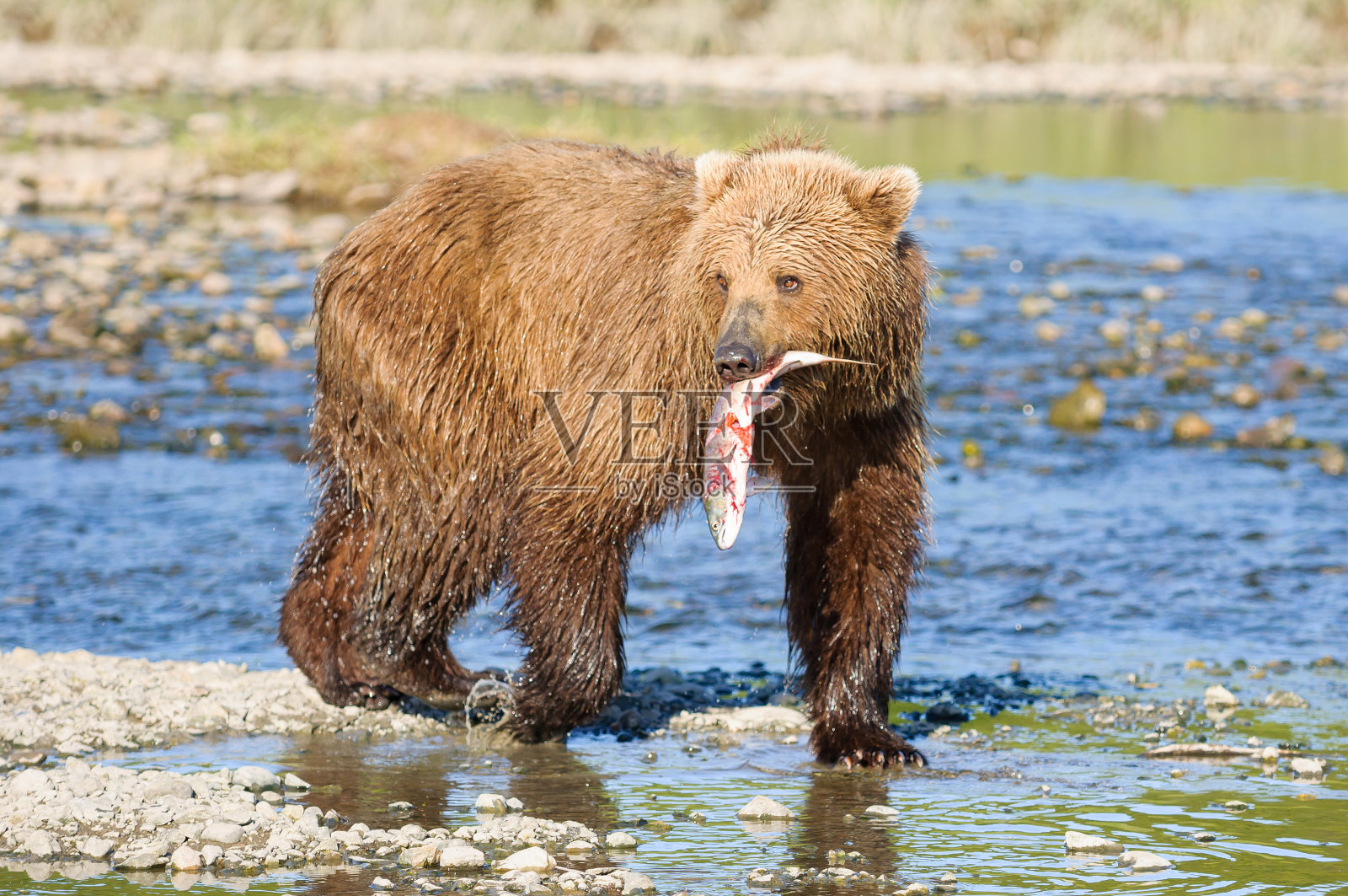 棕熊用嘴里挂着的鲑鱼钓鱼照片摄影图片
