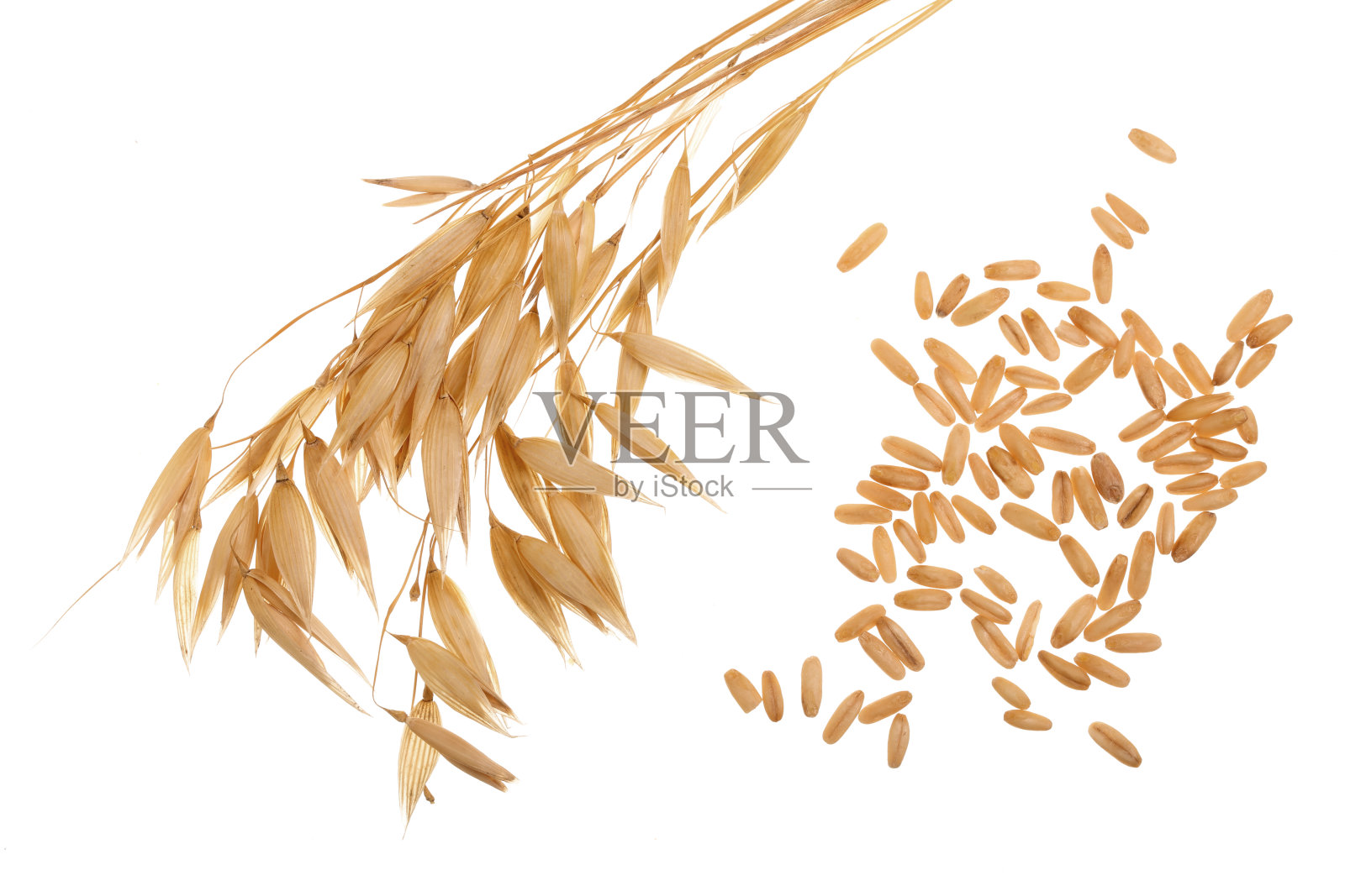 谷粒孤立在白色背景上的燕麦穗照片摄影图片