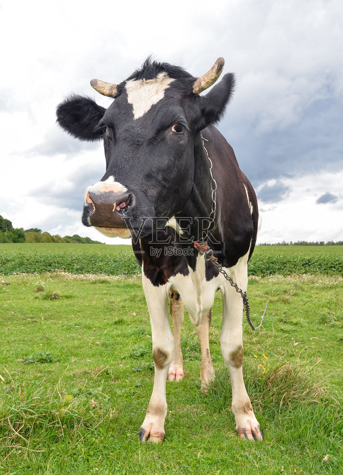 春天牧场上的大嘴牛。奶牛在一个牧场近距离全长。农场动物。照片摄影图片