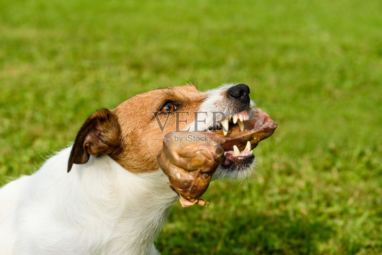 咆哮的狗露出牙齿和尖牙保护它的骨头照片摄影图片